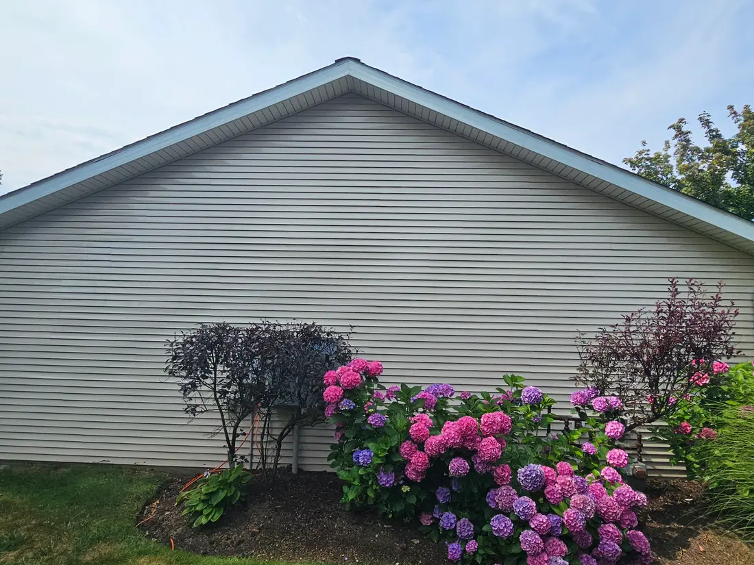 After: Gable wall above hydrangeas before and after washing